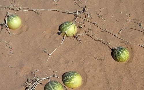 有人捡玫瑰瓜吃吗,意外美味，市民纷纷尝试